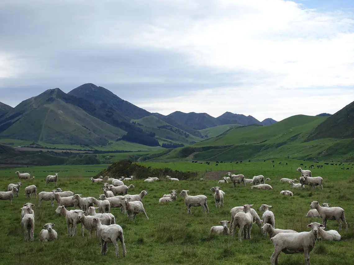 Weltreise Sarah & Thomas - Neuseeland